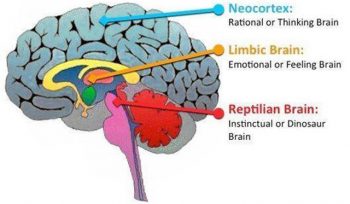 Neuroeducación: cerebro triuno y sus aplicaciones educativas